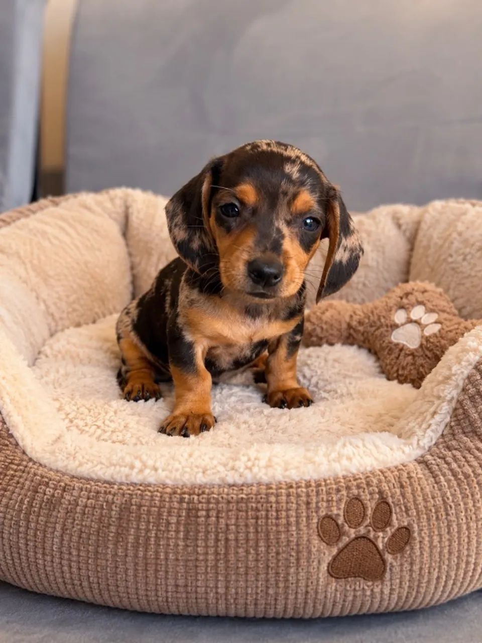 Daschund 