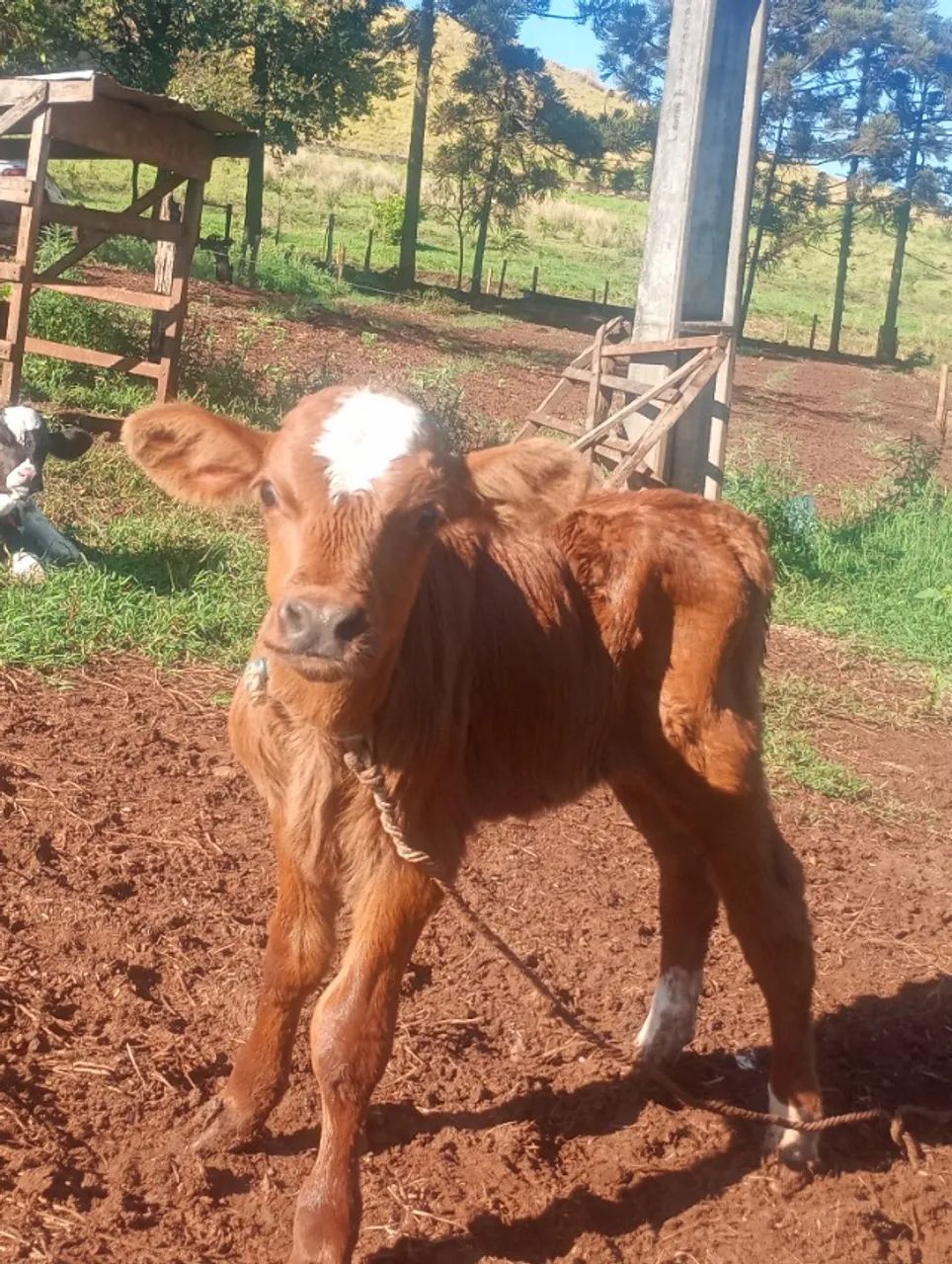 Bezerro holandês 