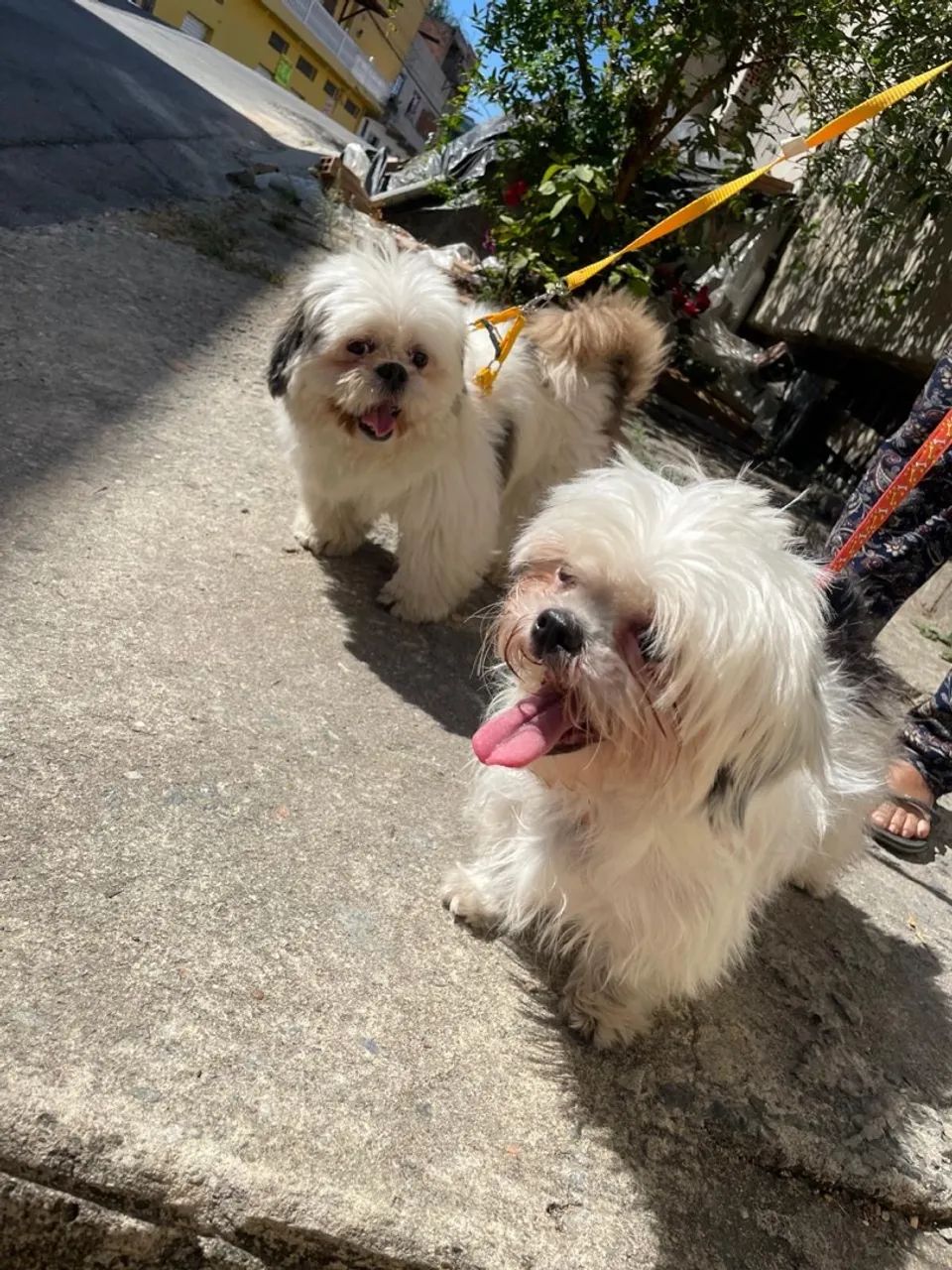 Shih tzu - Foto 2