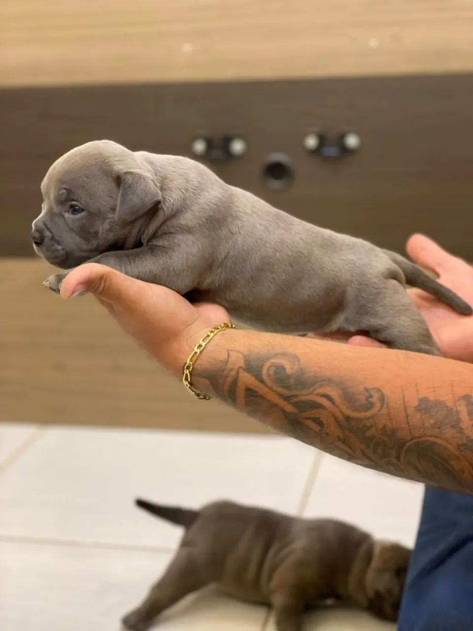 Ninhada American Bully - Foto 3