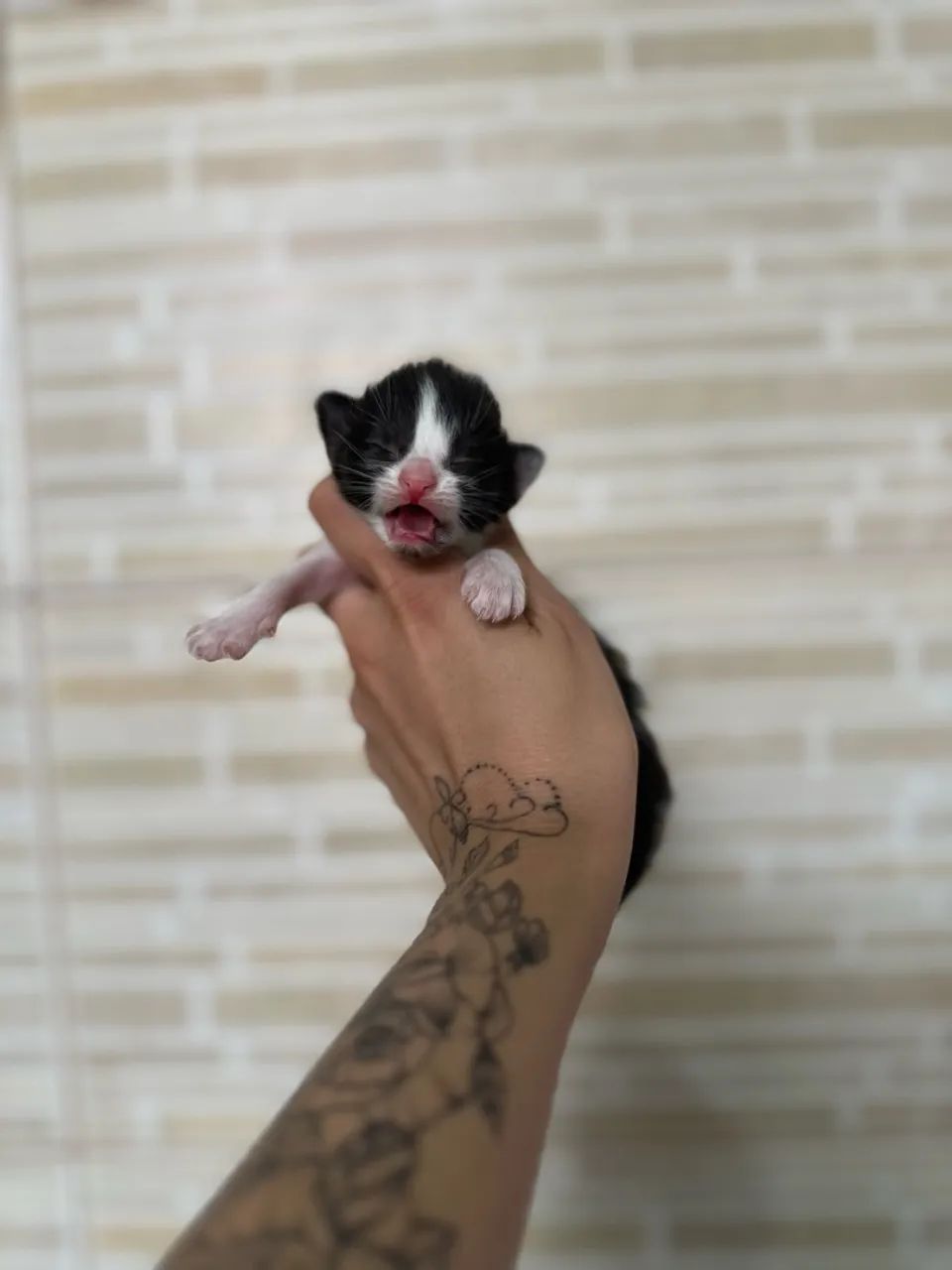 Gato para doação  - Foto 2