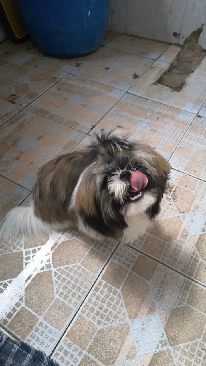 Shihtzu macho 