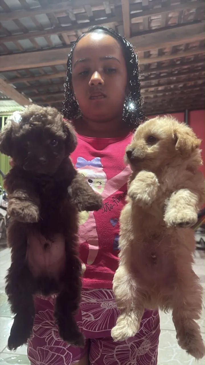 Cachorro poodle - Foto 3