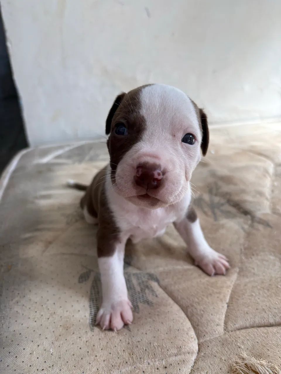 Pitbull - Foto 3