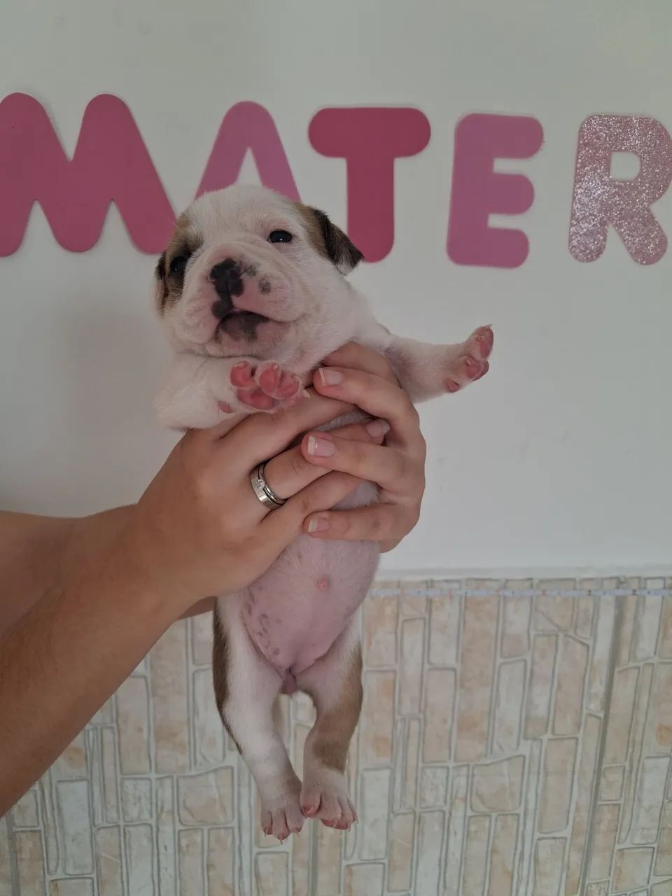 American Bully  - Foto 5