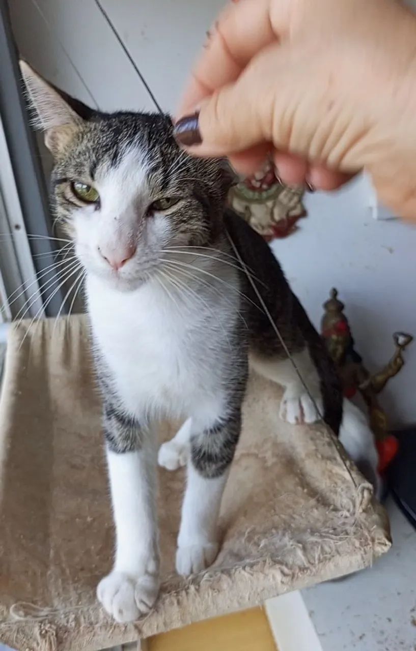 Gato Salim parar adoção  - Foto 4