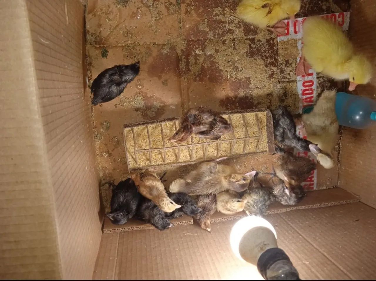 Vende-se pontos. - Foto 2