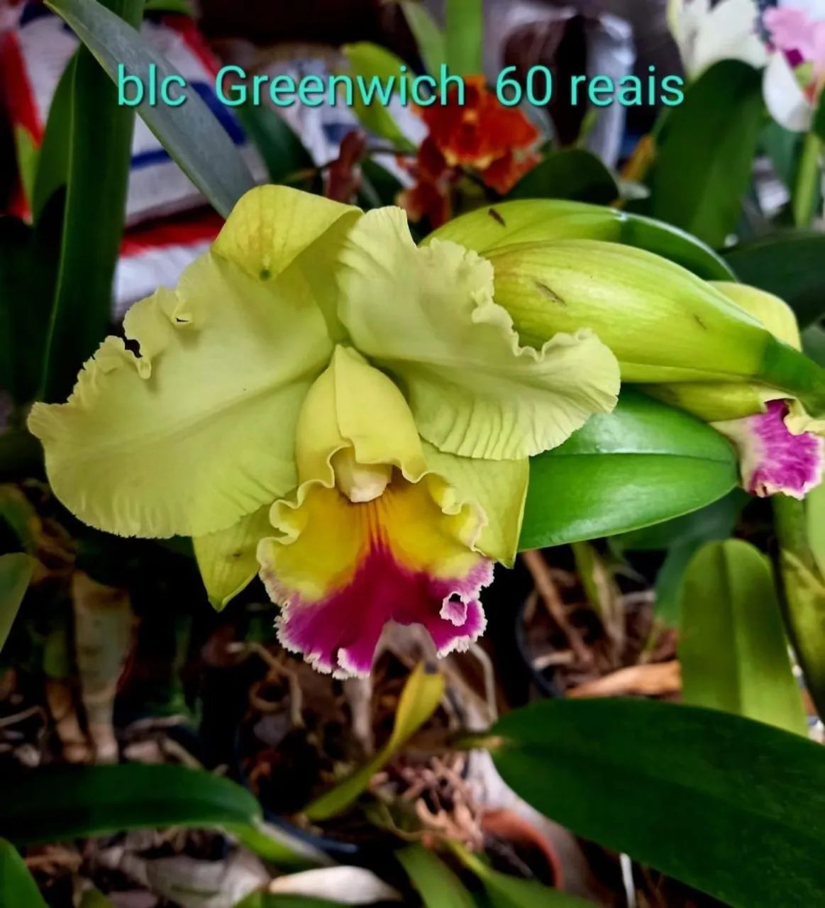 Orquídeas Maravilhosas