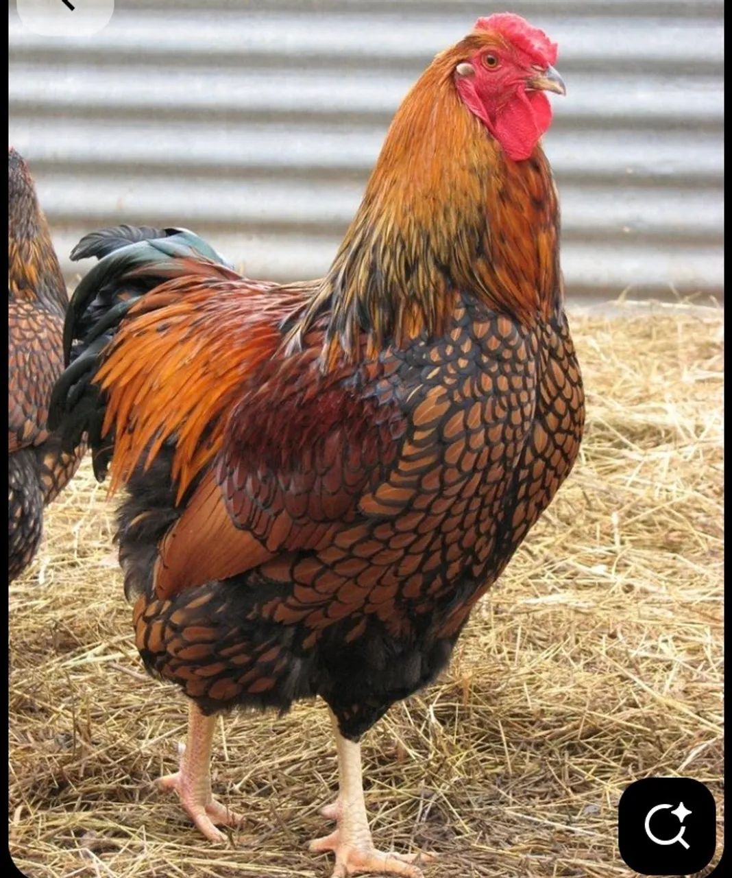 Ovos férteis GSB e Wyandotte - Foto 2