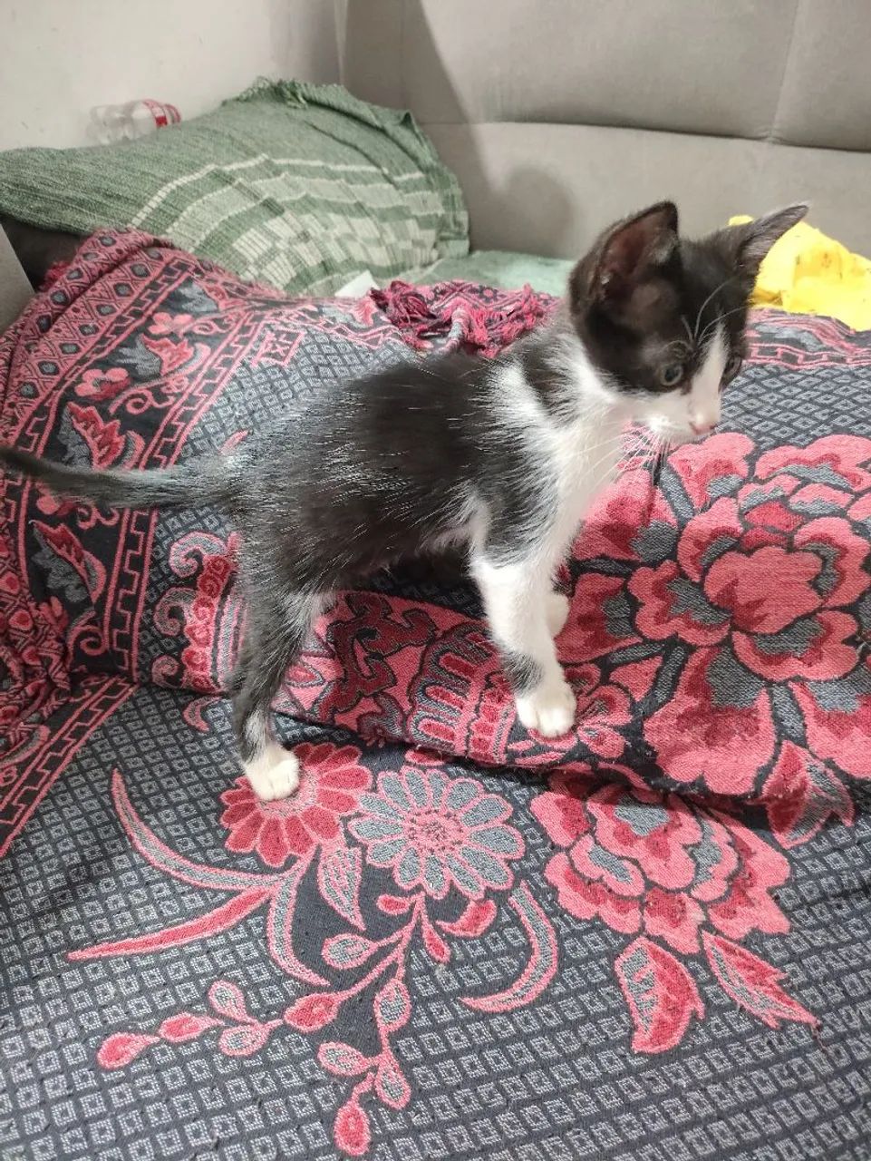 Doação Gatinho Macho  - Foto 3