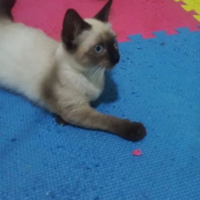 Adoção responsável - Mila - Foto 2