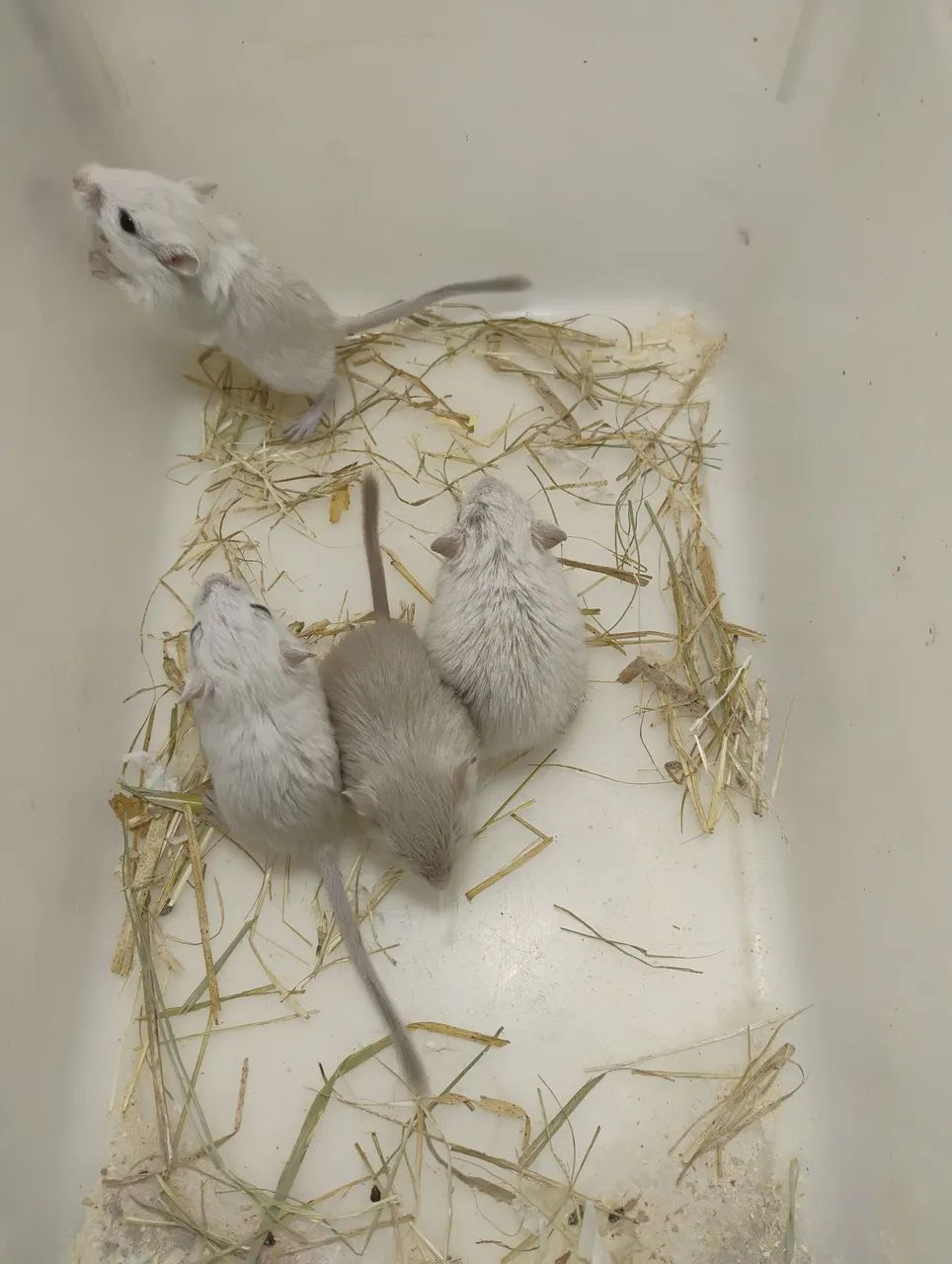 Gerbil / Esquilo da Mongólia  - Foto 5