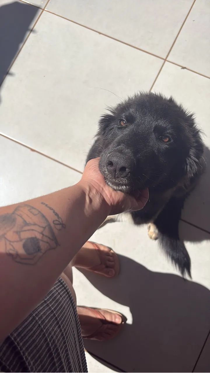 Filhote Border collie