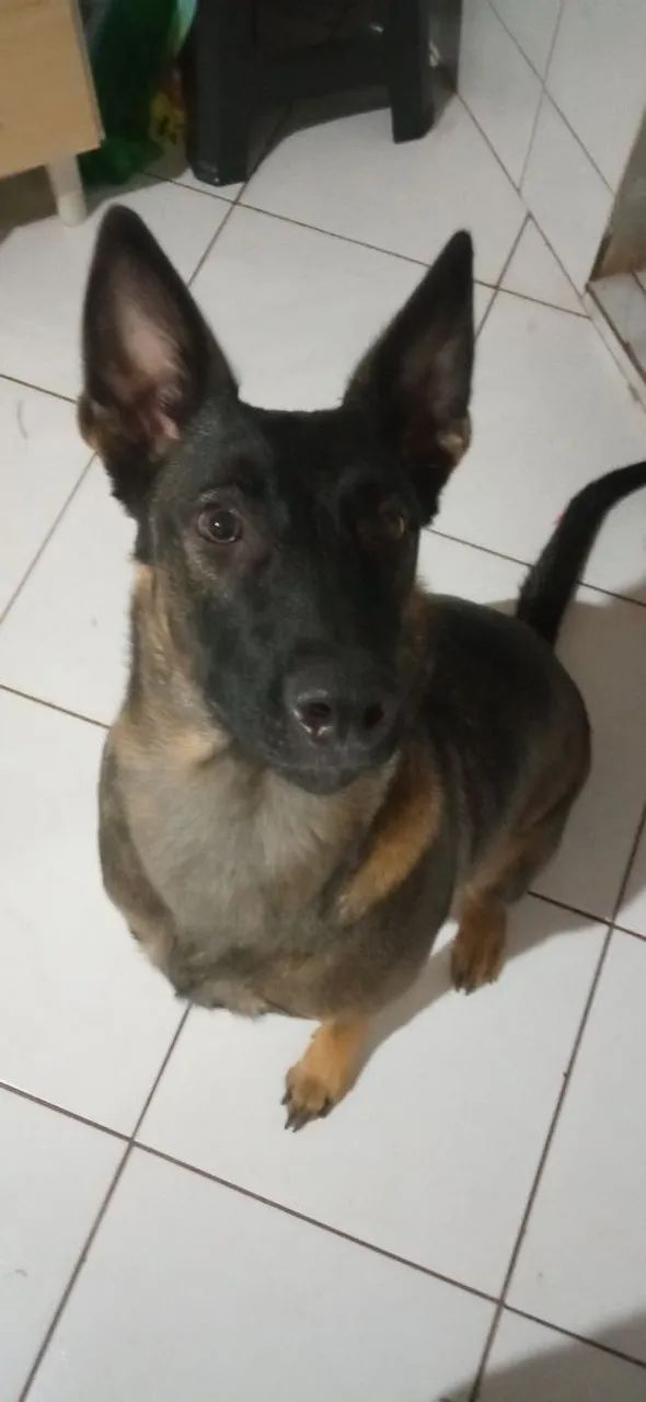 ADOÇÃO RESPONSÁVEL - Pastor Belga Malinois - Foto 2