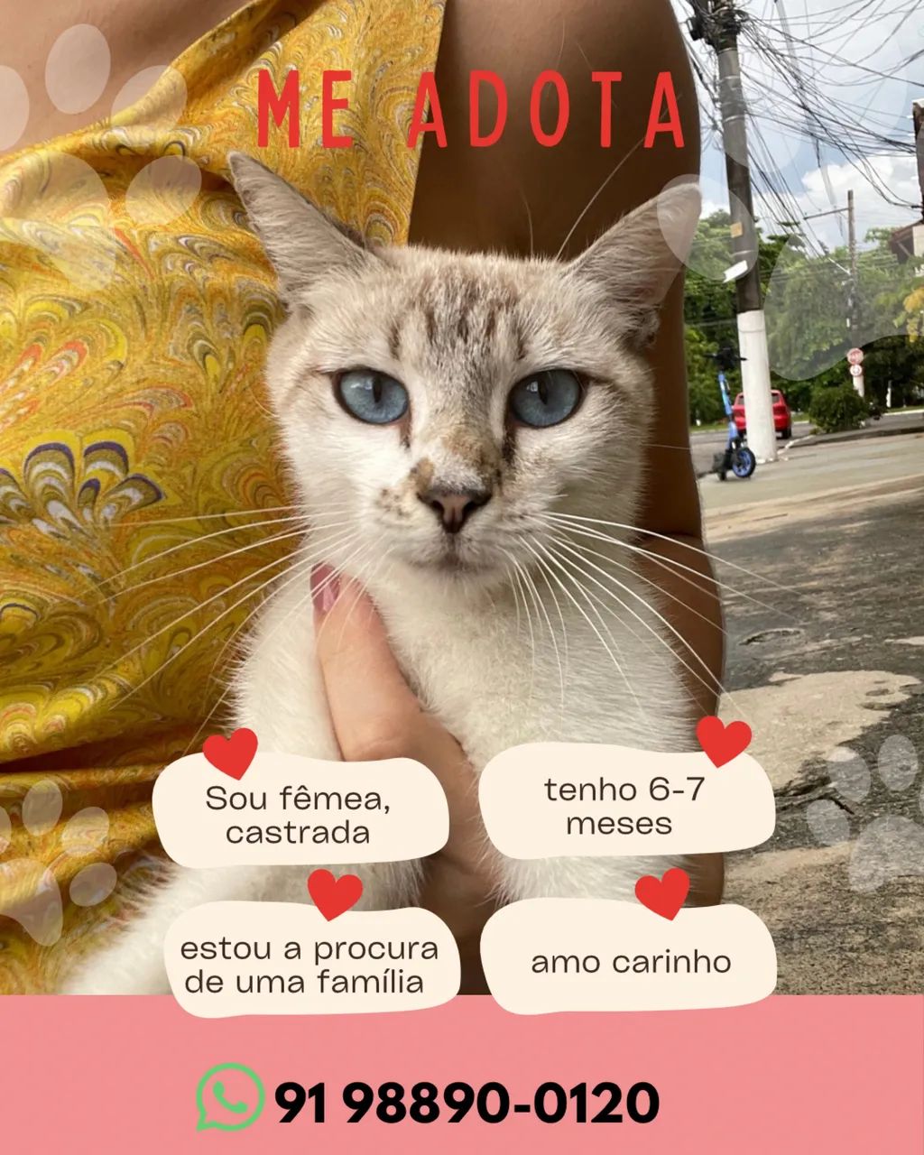Gatinha castrada para adoção 