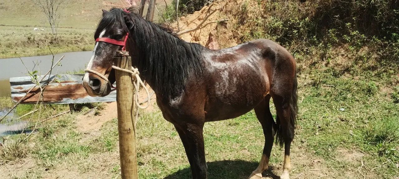 cavalo marcha picada,3 anos e meio castrado porte médio pra grande , castanho mascarado ok