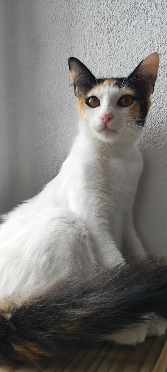 Gatinha adoção responsável  - Foto 2