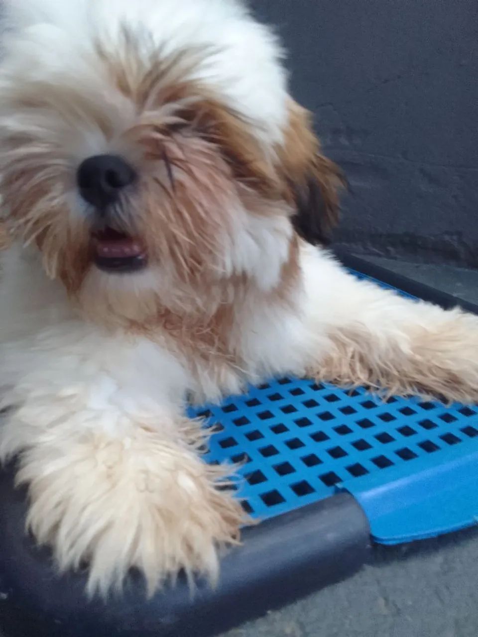 Shihtzu Macho  - Foto 3