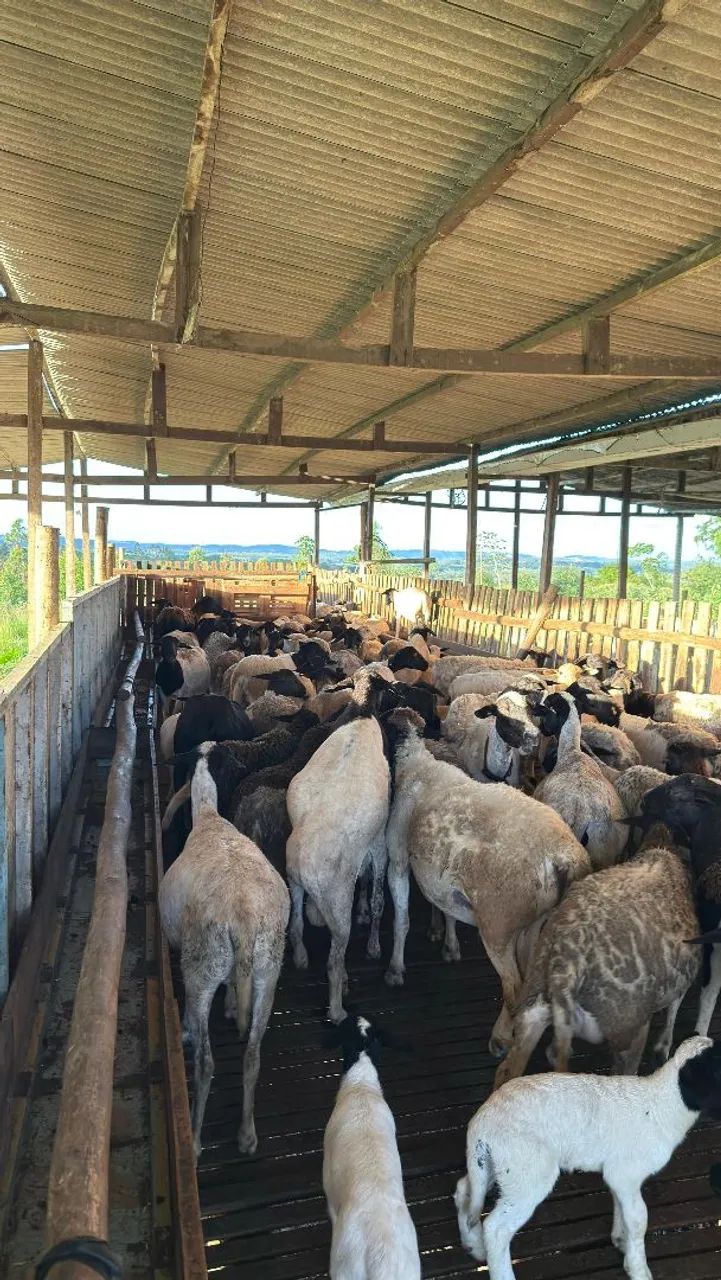VENDA DE OVELHAS - Foto 4