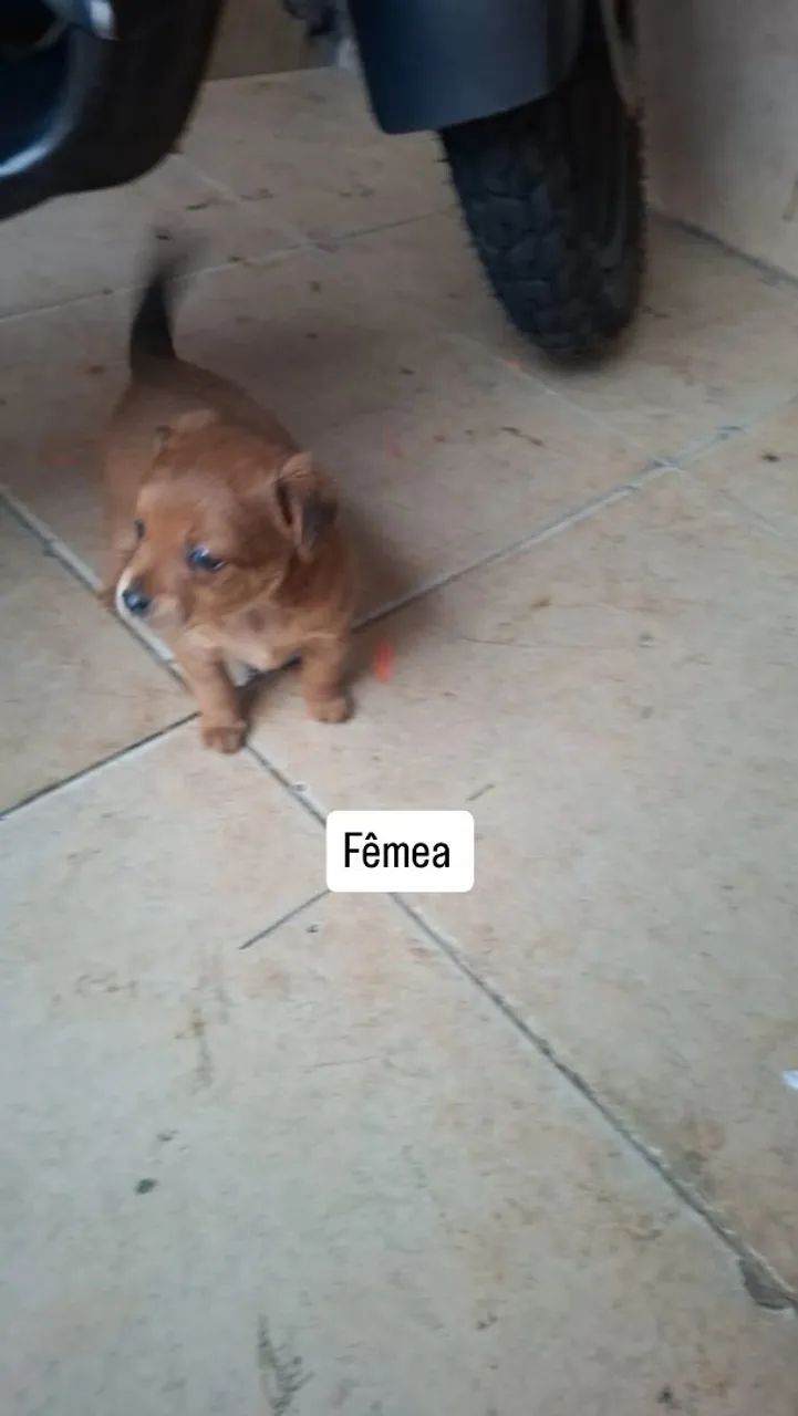 Cachorrinho pra doação 