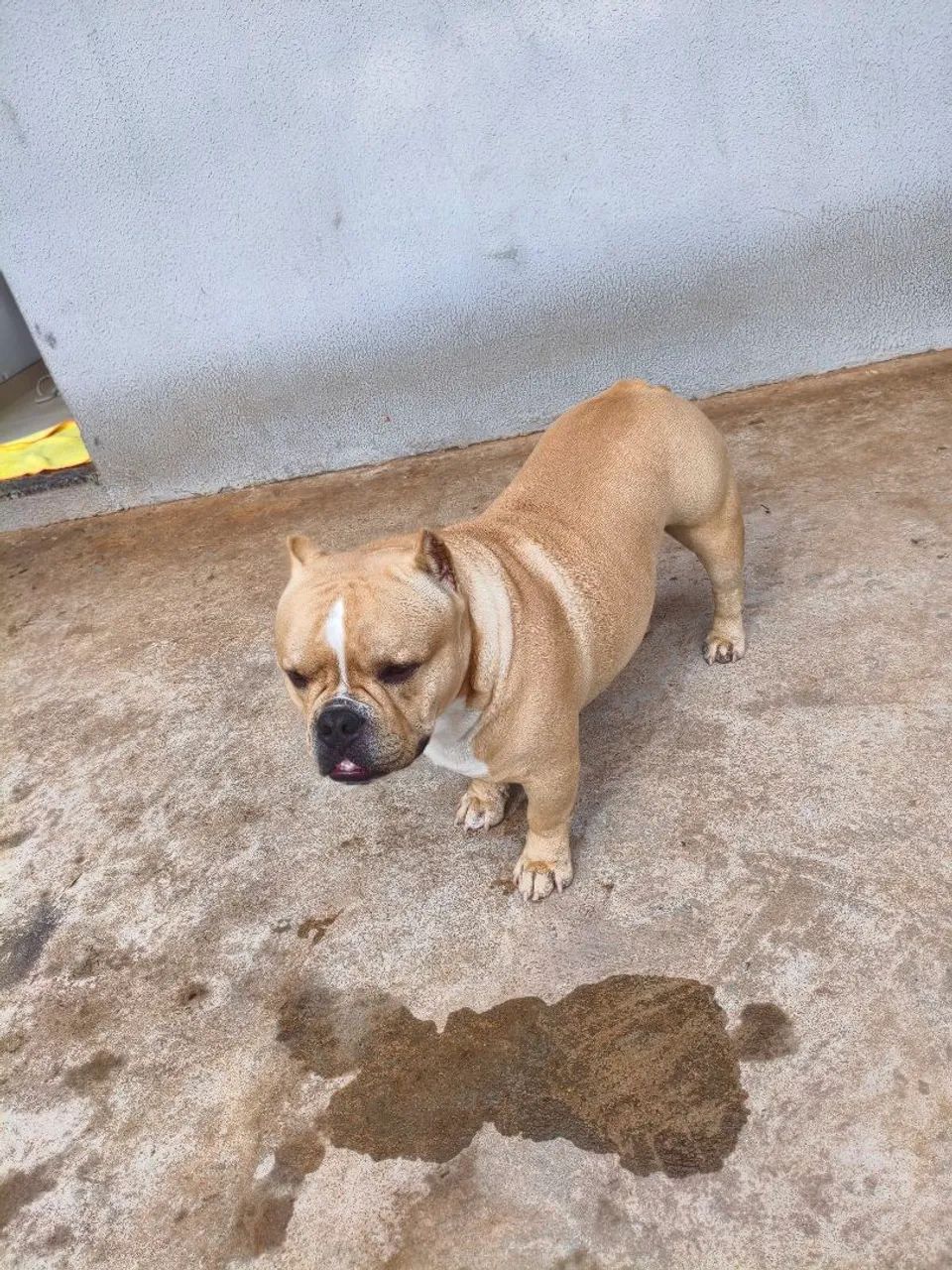 Pet  - Foto 4