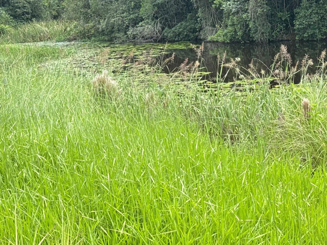 Terreno rural de 20  mil metros  - Foto 3