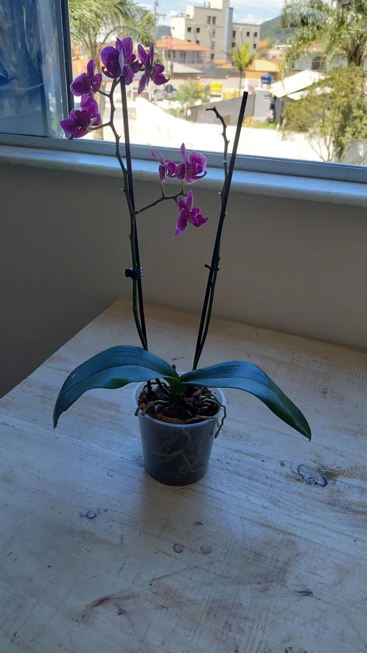 Mini orquídeas roxa - Foto 2