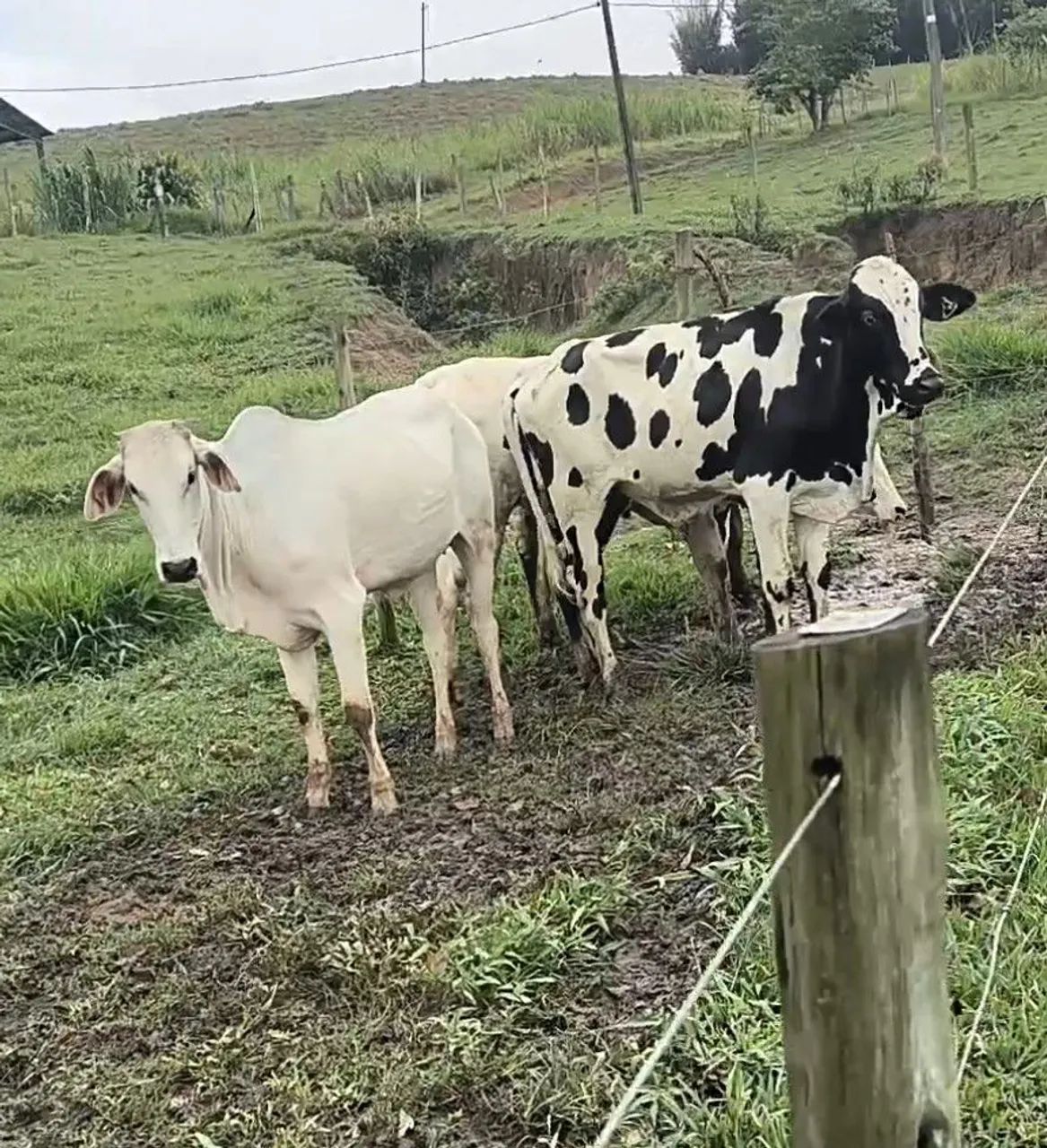 2 Novilhas e 3 garrotes anelorado 