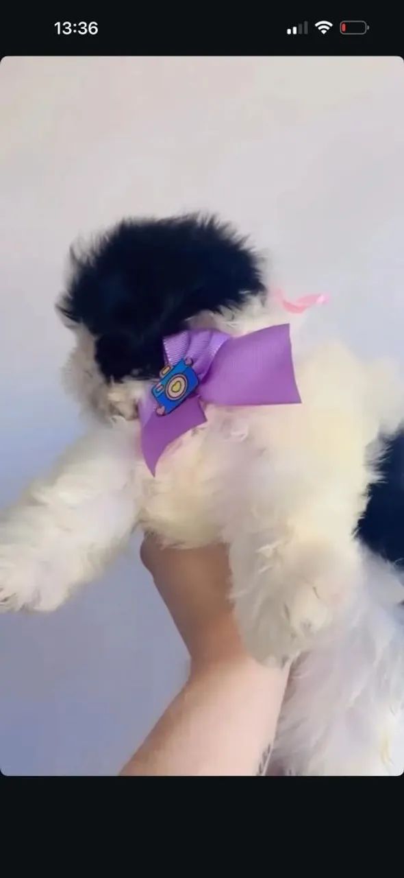 Shihtzu zero focinho com pedigree  - Foto 3