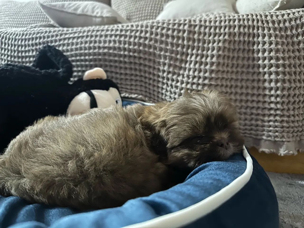 Cachorro Shih Tzu - Foto 3