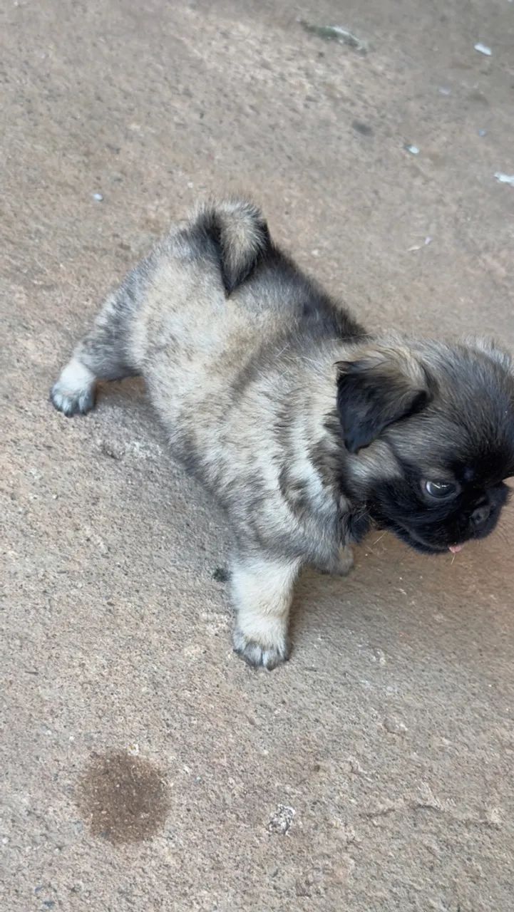Filhotes de PUG macho  - Foto 4