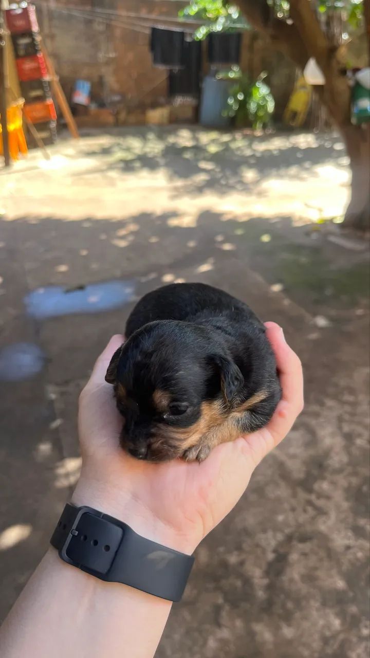 Pincher