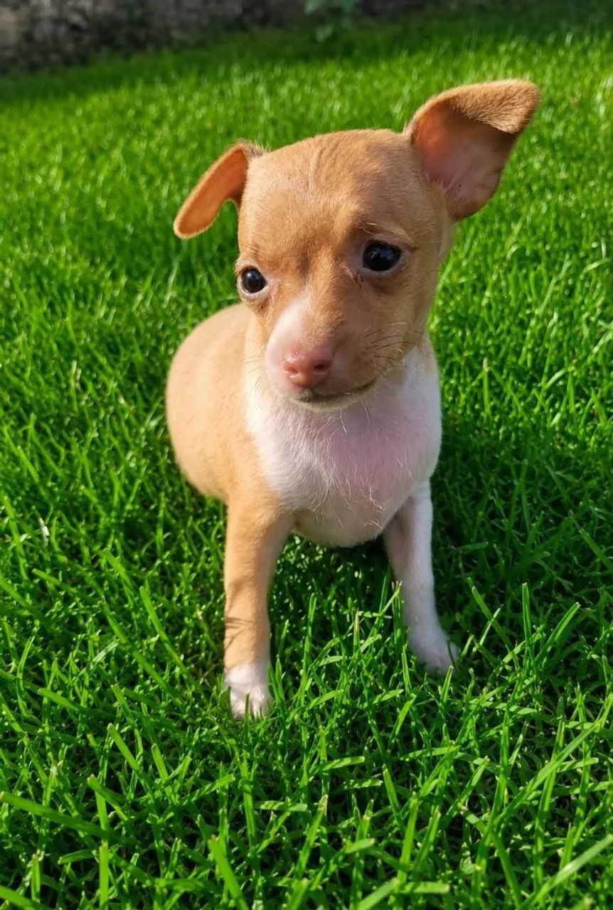Pincher macho N 1 - Foto 4