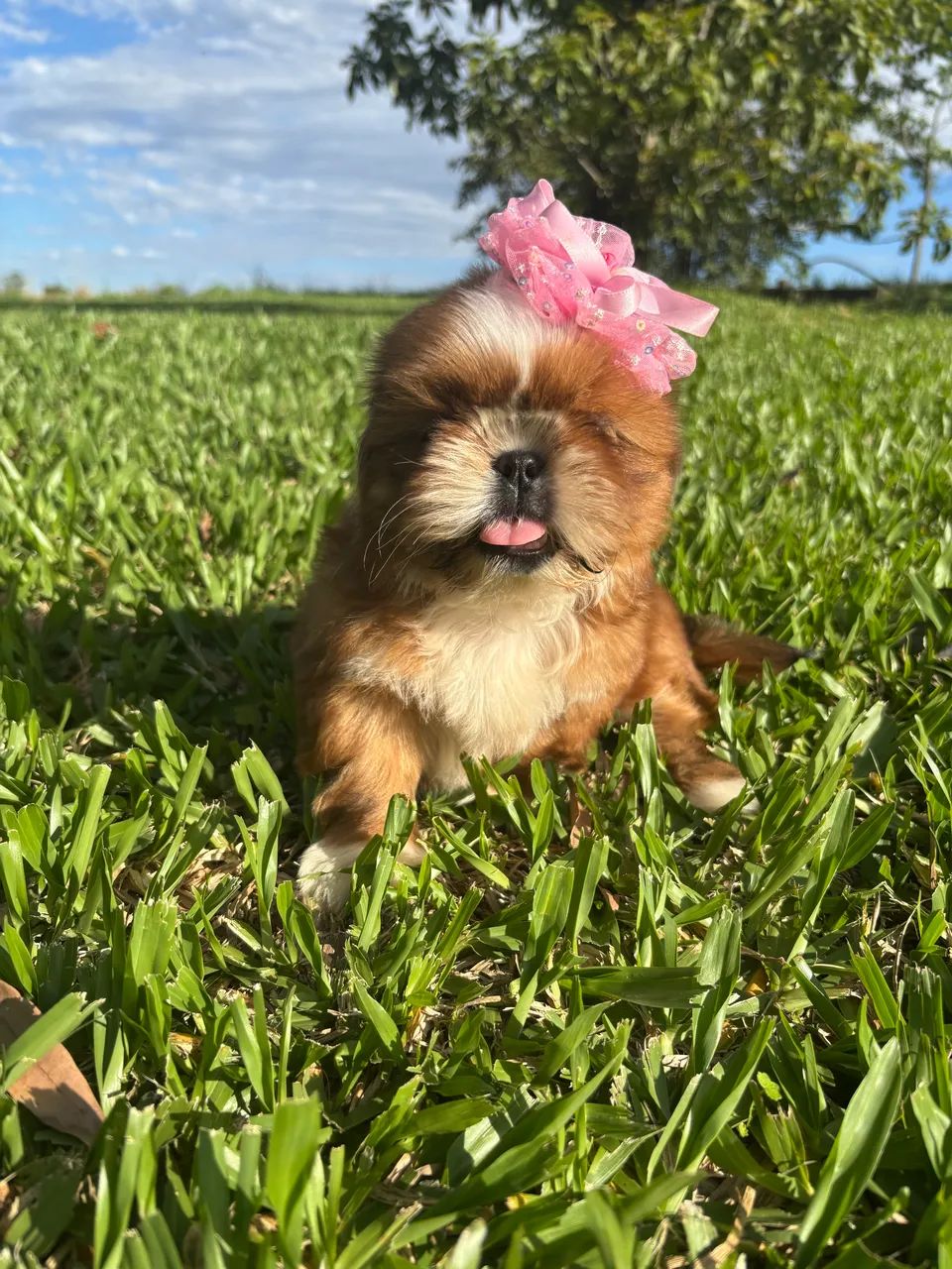 Shih tzu  - Foto 2