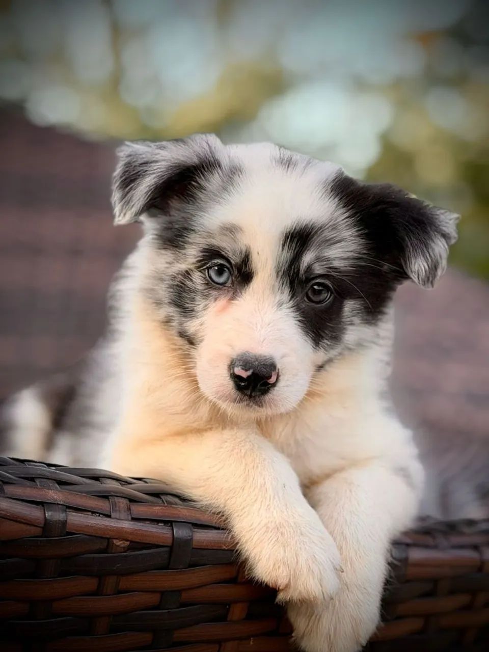 Border collie para Arraial - Foto 4