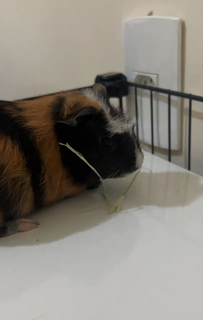 PORQUINHAS DA INDIA ANGORÁ E INGLÊS - Foto 4