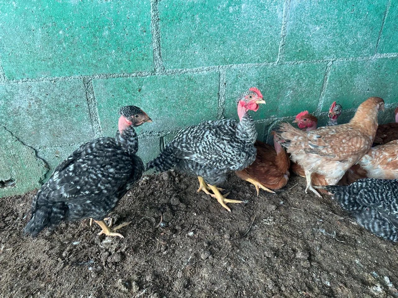 Frangos caipira - Foto 2