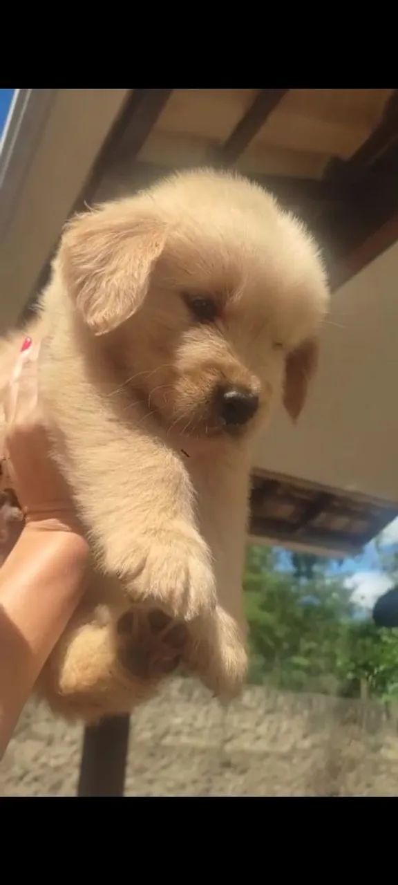 Cachorro Golden Retriever - Foto 2
