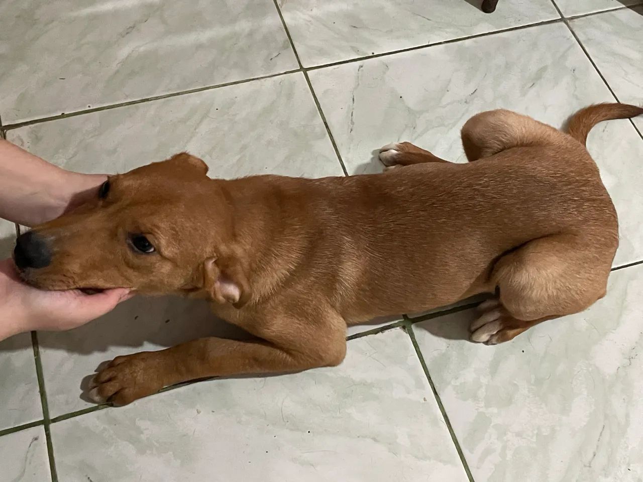 Estou doando 4 cachorros doação urgente  - Foto 5