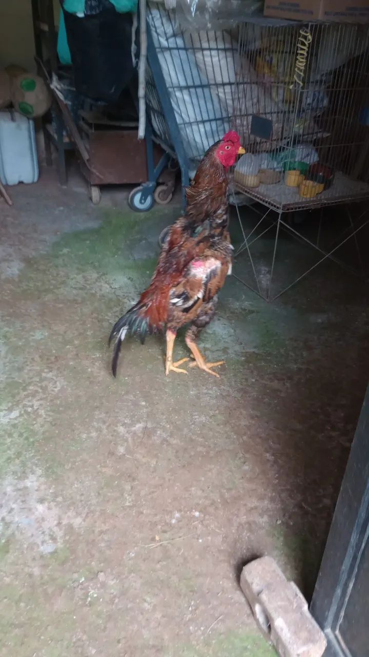 Galo índio puro  - Foto 4