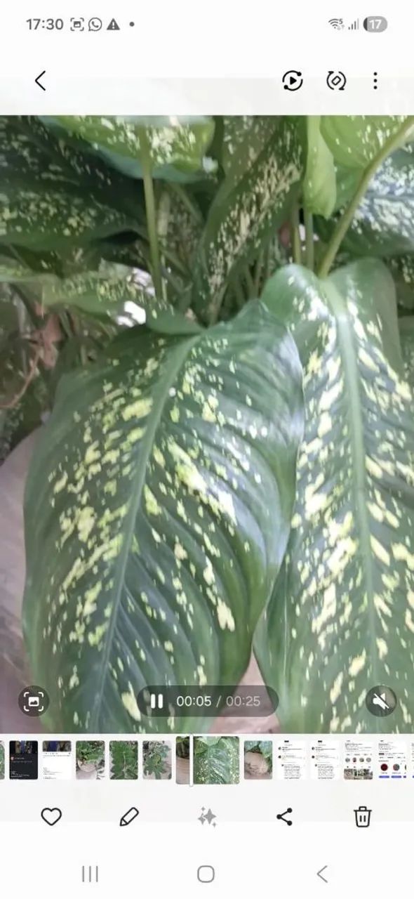 Comigo-ninguém-pode.  - Foto 2