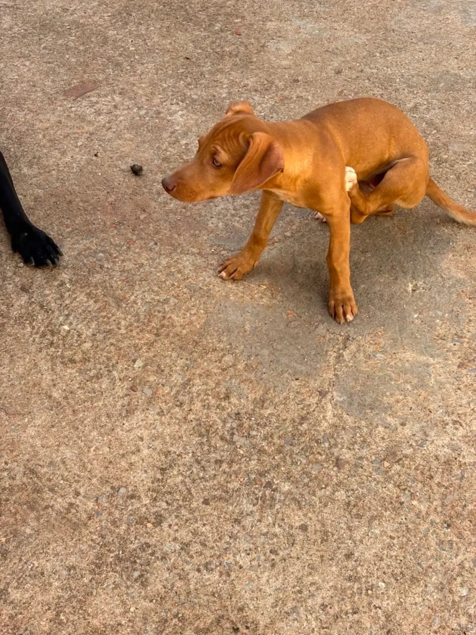 Doações de cachorrinhos filhotes  - Foto 5