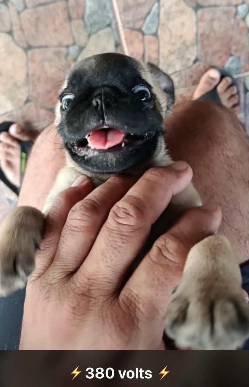 Pug - Foto 4