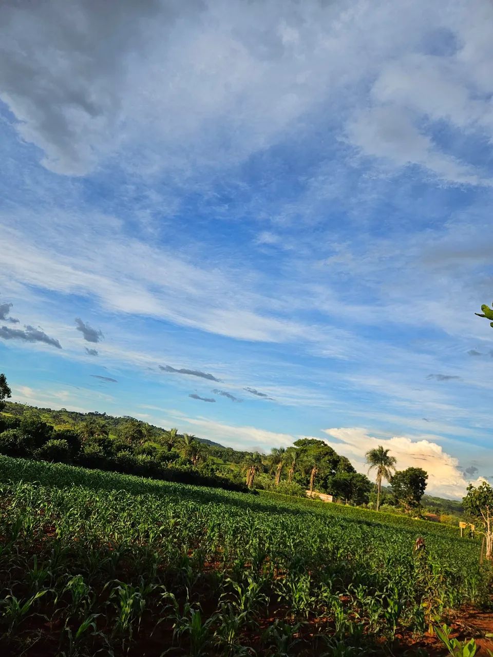 Foto - Goianira - 