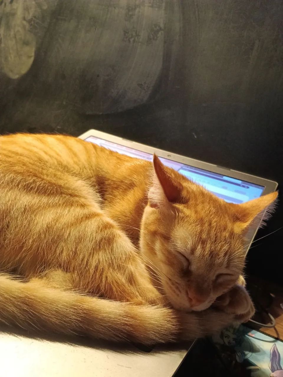 Doação de gato - Foto 4