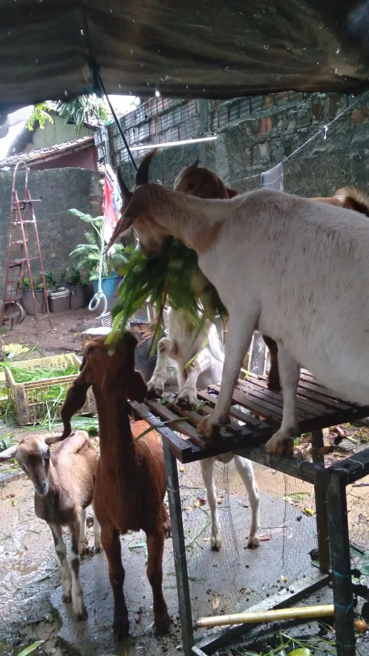 Animais a venda