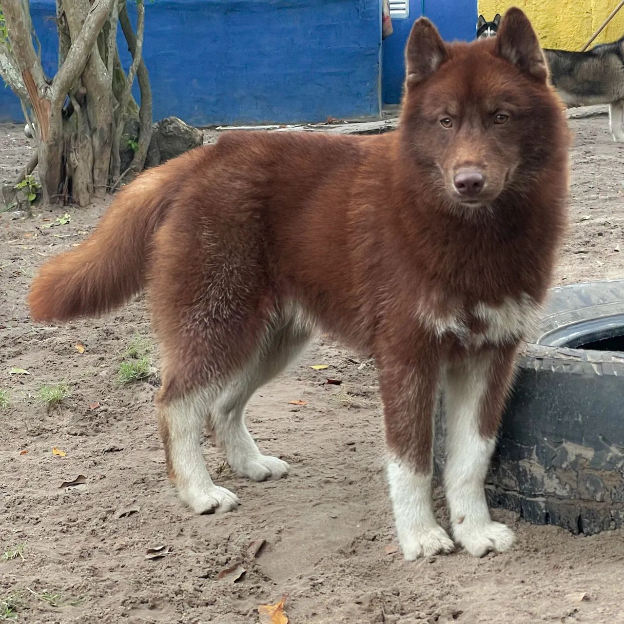 Doção de cão  - Foto 2