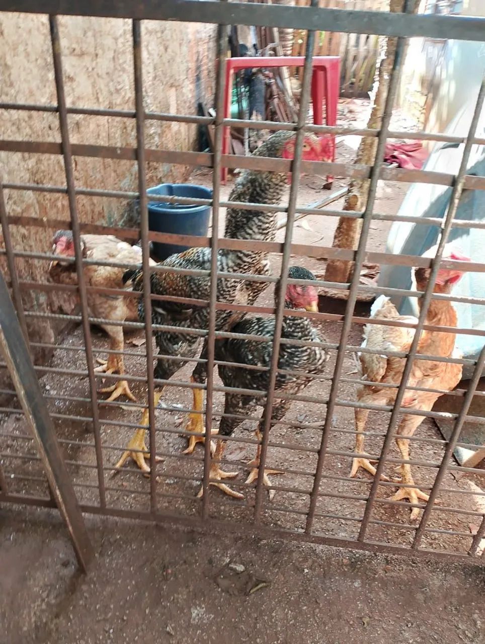 Galinha caipira de raça galo - Foto 6