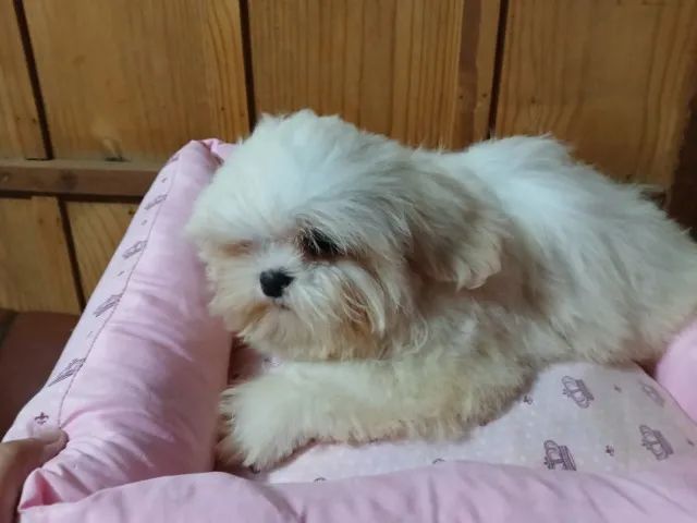 shihtzu femea - Foto 2