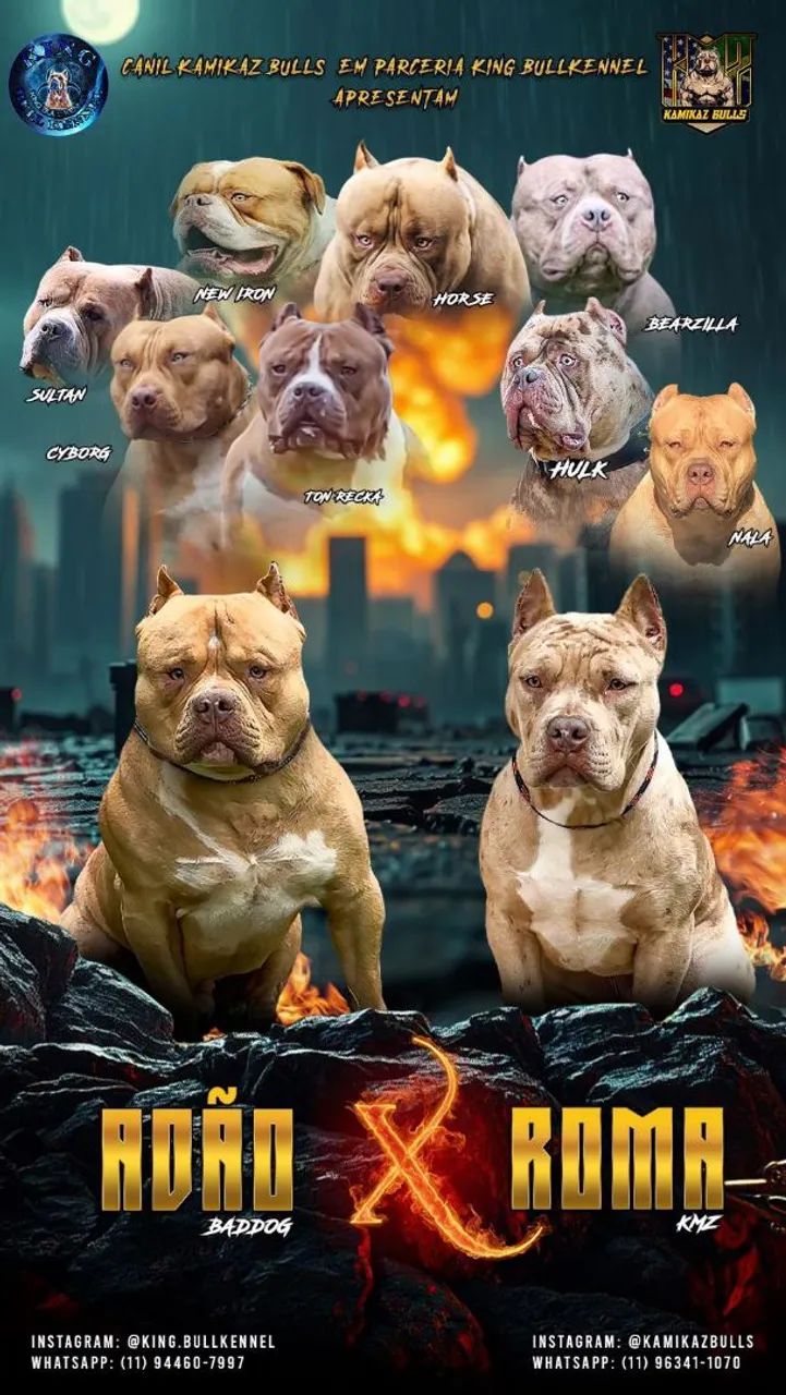 Pitbull Monsters  - Foto 4